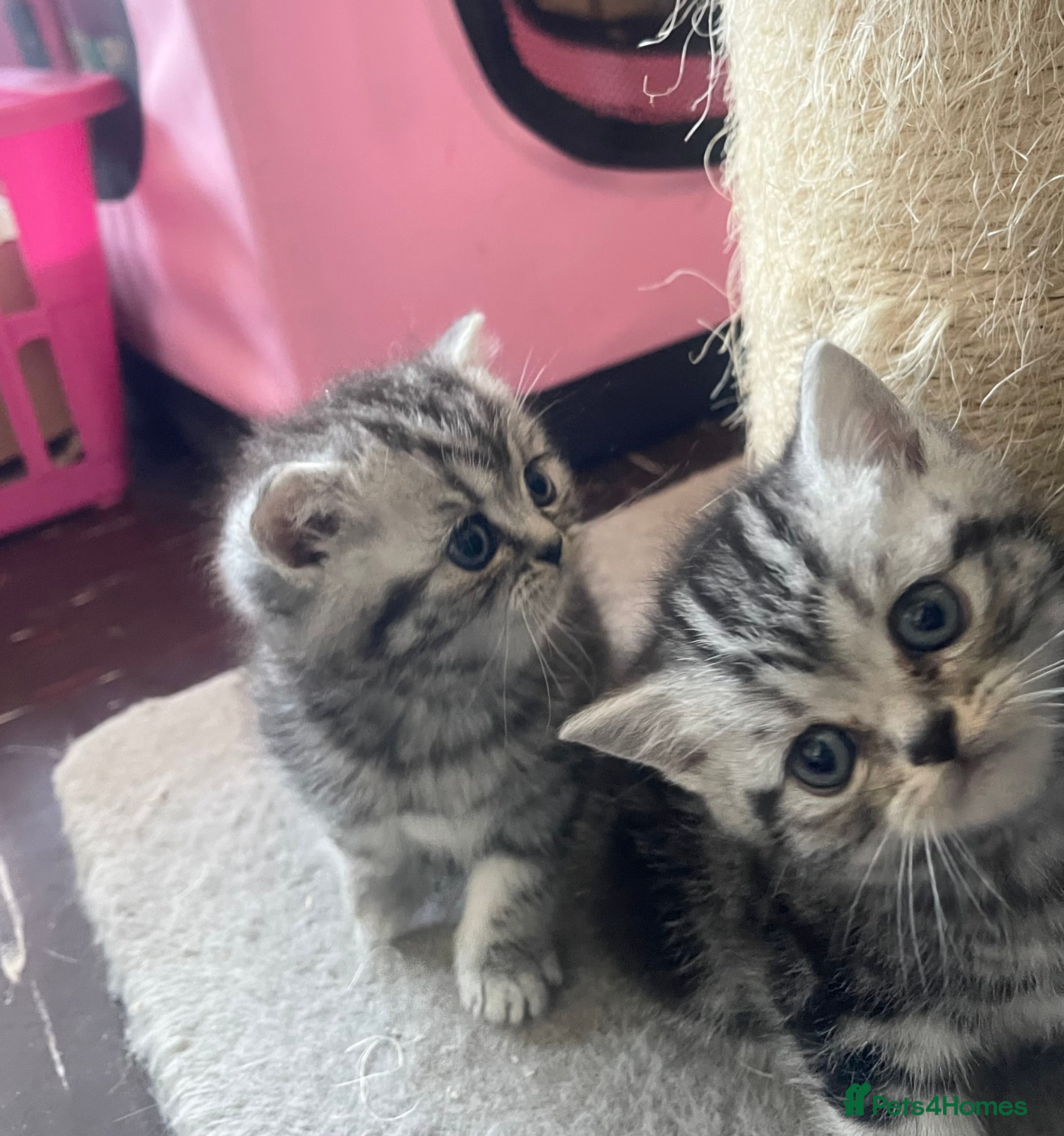 British Shorthair cats Bsh.Tabby kittens.GCCF.Available on 15.February . - Advert 1