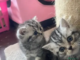 British Shorthair cats Bsh.Tabby kittens.GCCF.Available on 15.February . - Advert 1