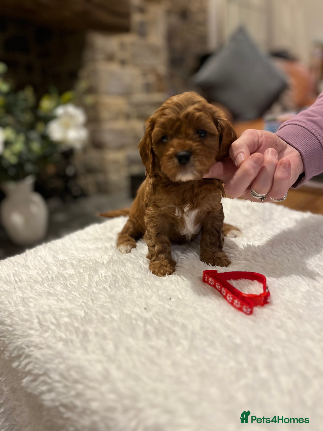 Cavapoo dogs for sale: Stunning litter of F1 Cavapoo puppies - Advert 19