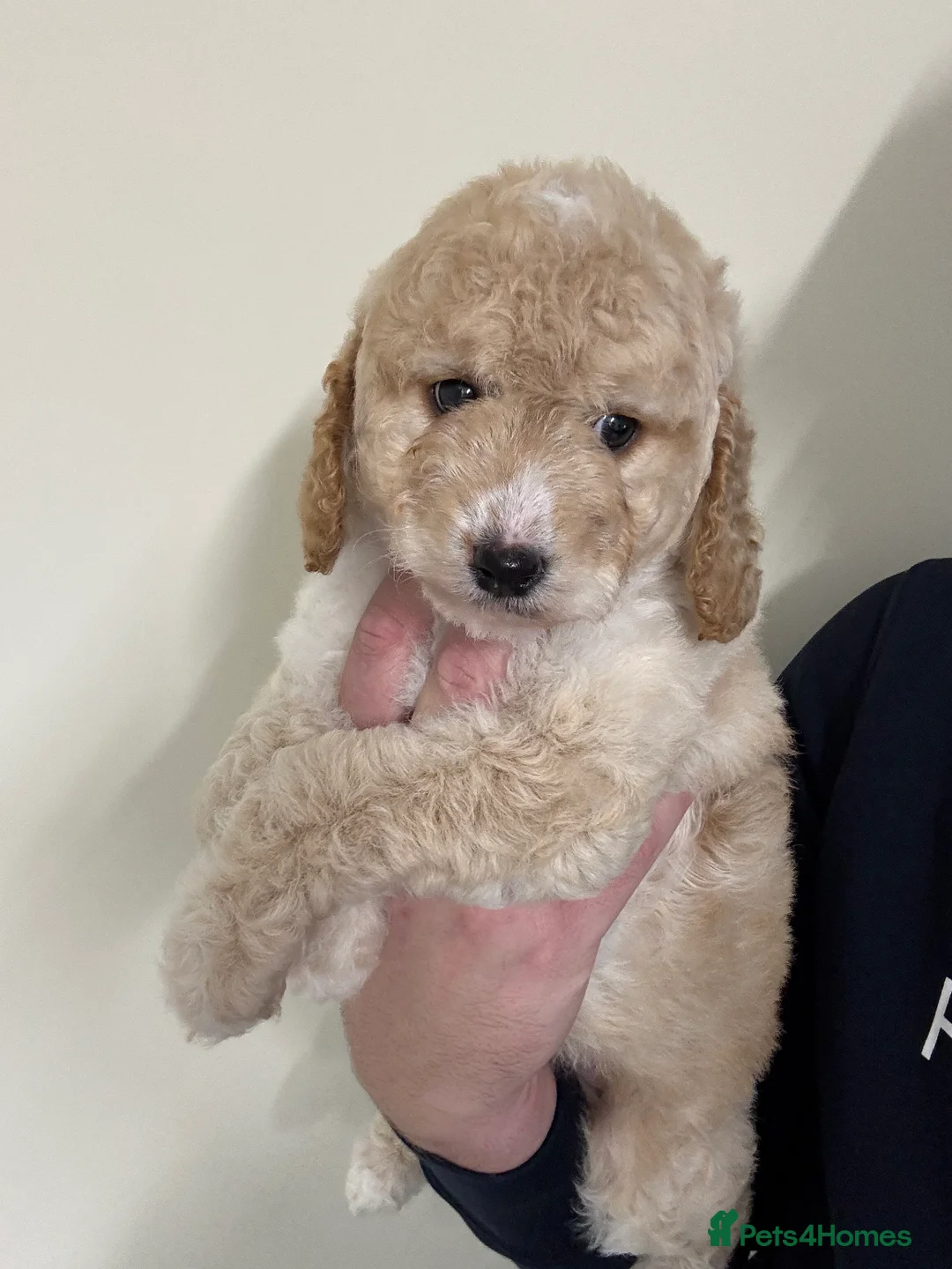 Labradoodle dogs for sale: Miniature Labradoodle puppies - Advert 30