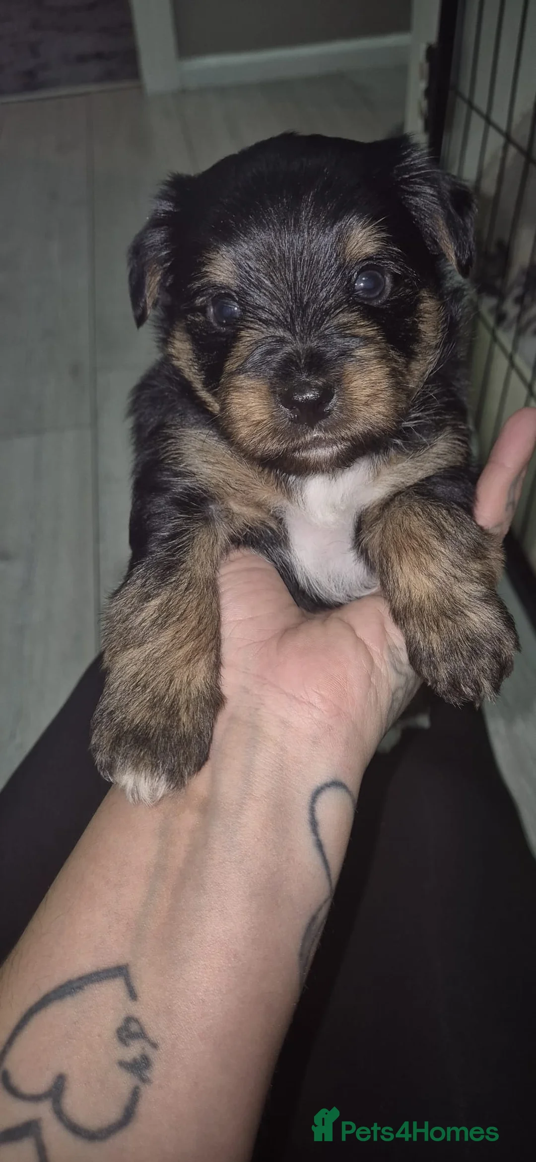Mixed Breed dogs for sale: Yorkshire terrier mix brider - Advert 4