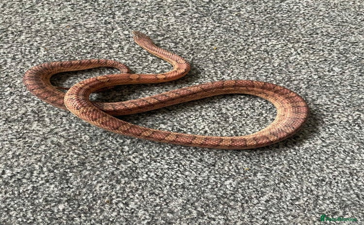 Corn Snake reptiles - Advert 2