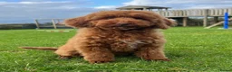 Miniature Poodle dogs for sale: Top Quality, Deep Red, KC Mini Poodles.  - Advert 22