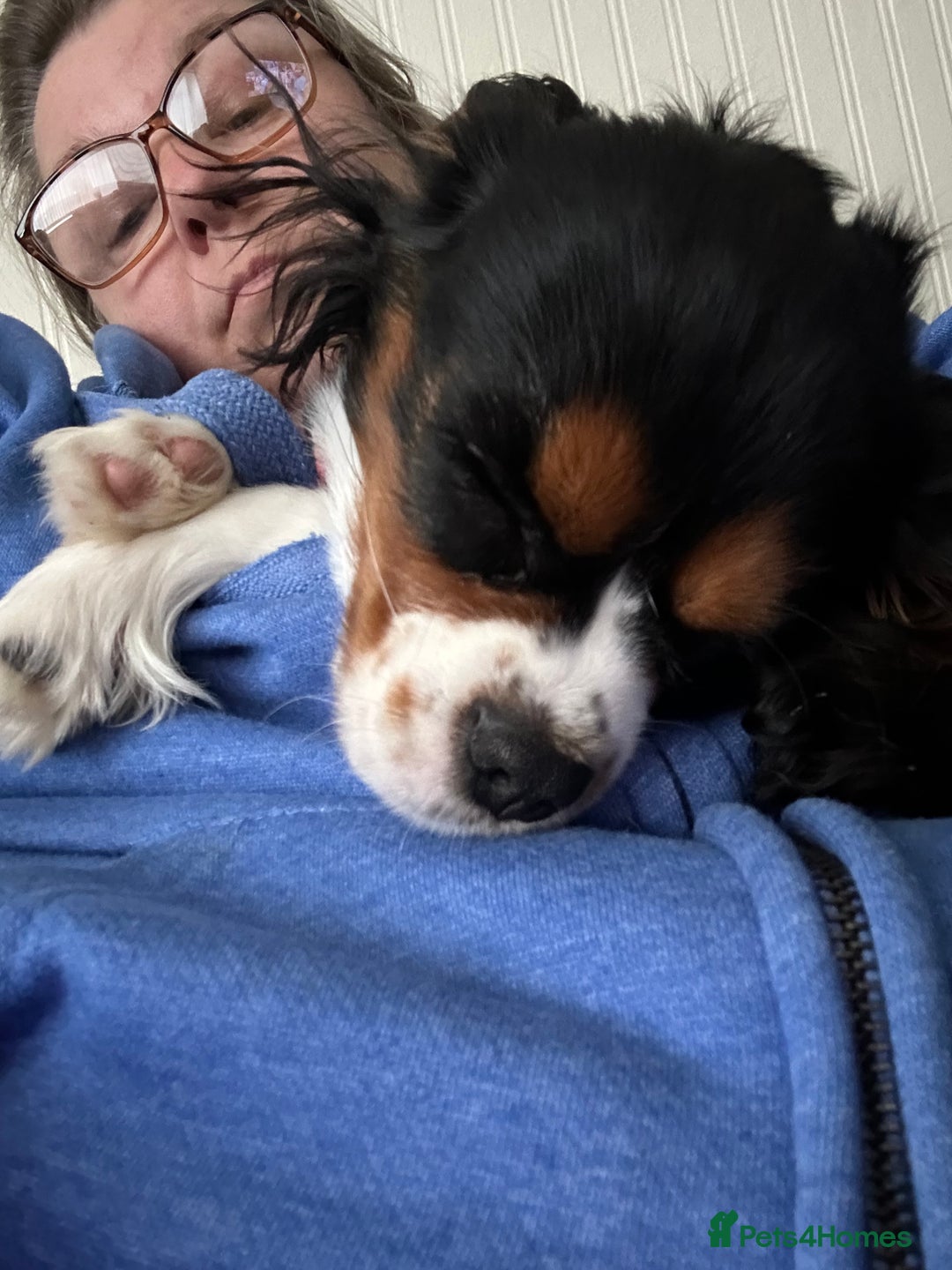 Cavalier King Charles Spaniel dogs for sale: 2 Female King Charles Cavaliers   - Advert 15
