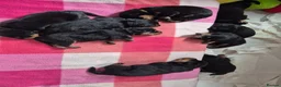 Rottweiler dogs for sale: 5* Rottweiler Puppies  in Wadebridge - Advert 15