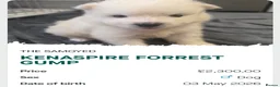Samoyed dogs for sale: KC registered Pure Bred Samoyed Puppies - Advert 7