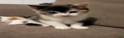 Mixed Breed cats for sale: 2 Female Calico Kittens Looking For Loving Homes in Bournemouth - Advert 3