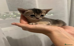 Abyssinian cats for sale: 🥇 5+ Gen Champ🏆 Fawn🤍Blue💙 🤎choco🧡ruddy - Image 18