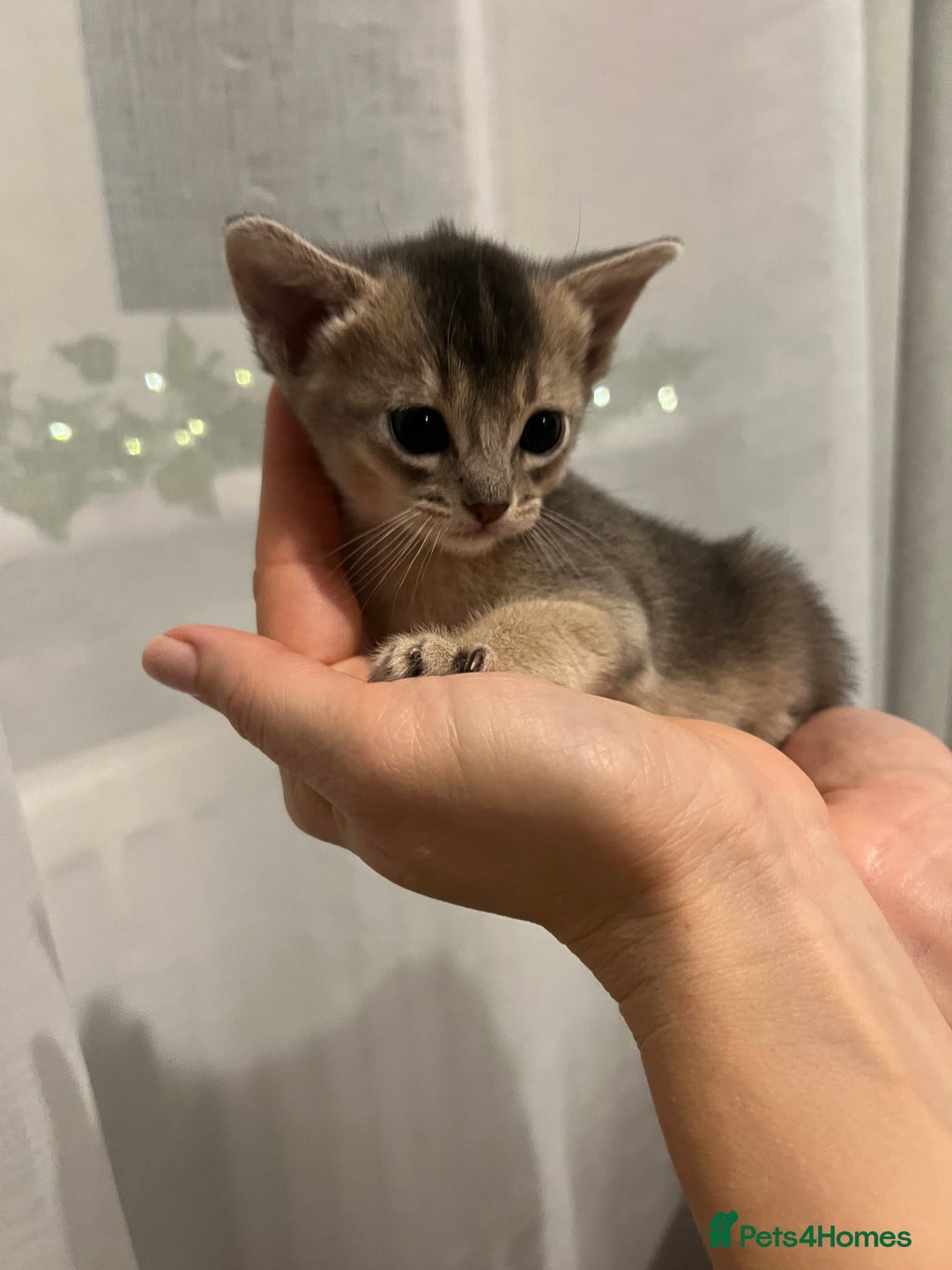 Abyssinian cats for sale: 🥇 5+ Gen Champ🏆 Fawn🤍Blue💙 🤎choco🧡ruddy - Image 18