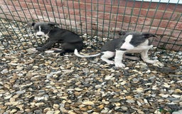 Whippet dogs for sale: 3 quarter whippet quarter collie pups - Image 7
