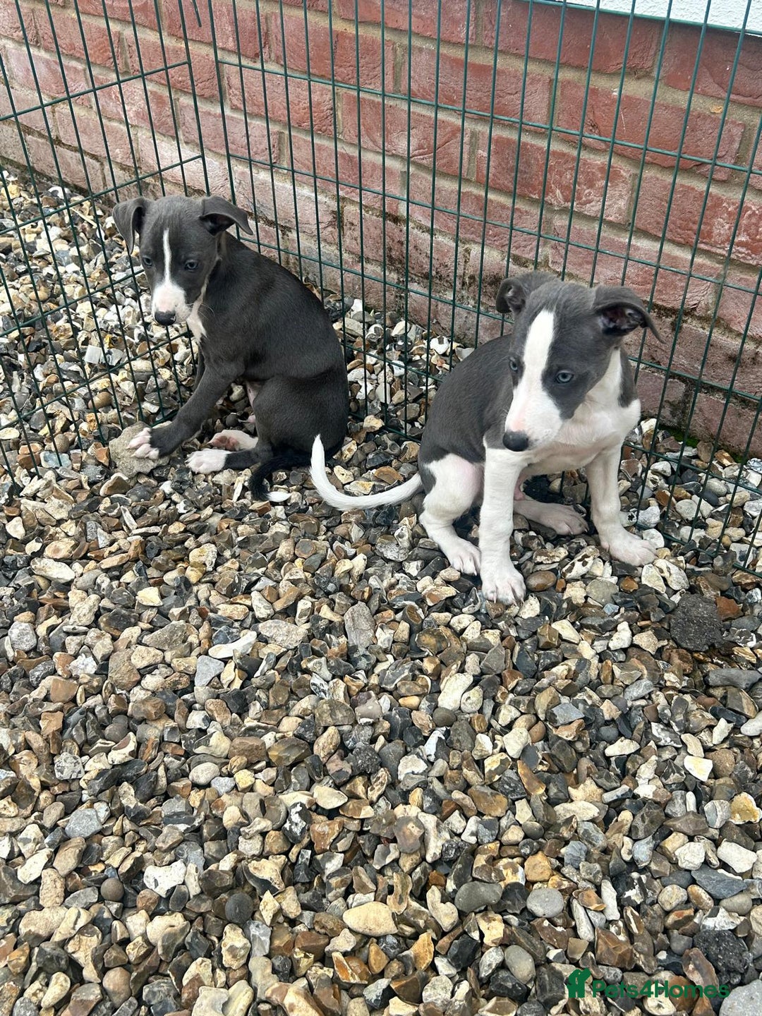Whippet dogs for sale: 3 quarter whippet quarter collie pups - Image 7
