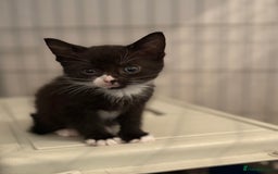 Domestic Shorthair cats for sale: Kittens For Sale - Image 10