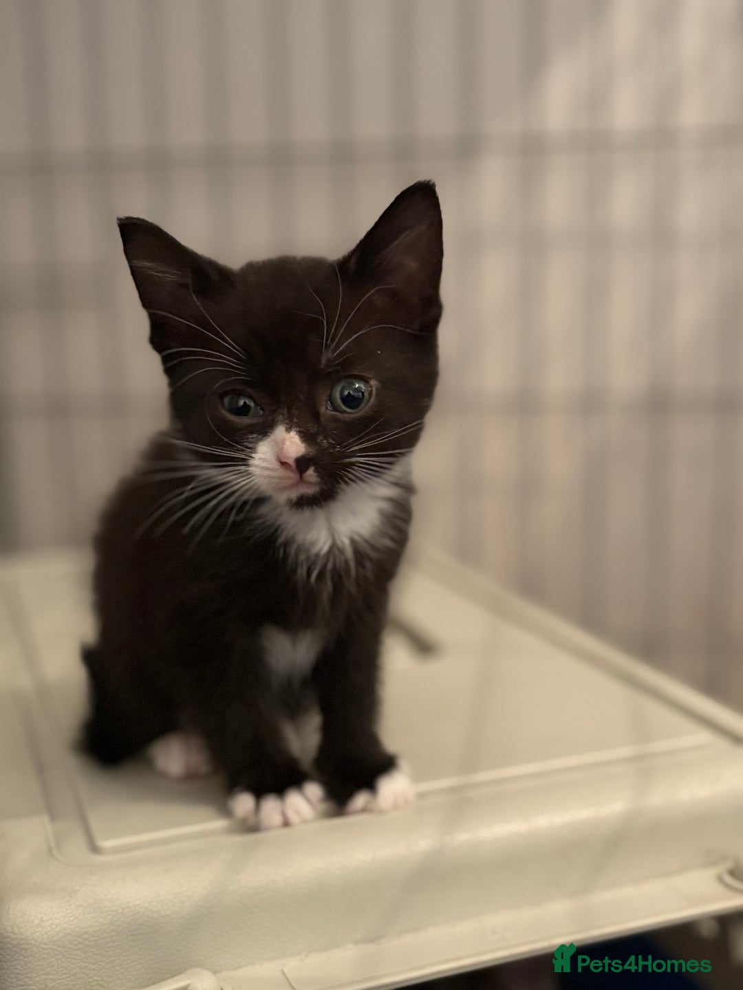 Domestic Shorthair cats for sale: Kittens For Sale - Image 10