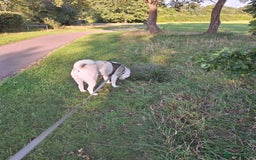 Akita dogs for sale: Loving Akita Purebred Girl - Image 9
