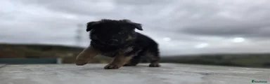 German Shepherd 6