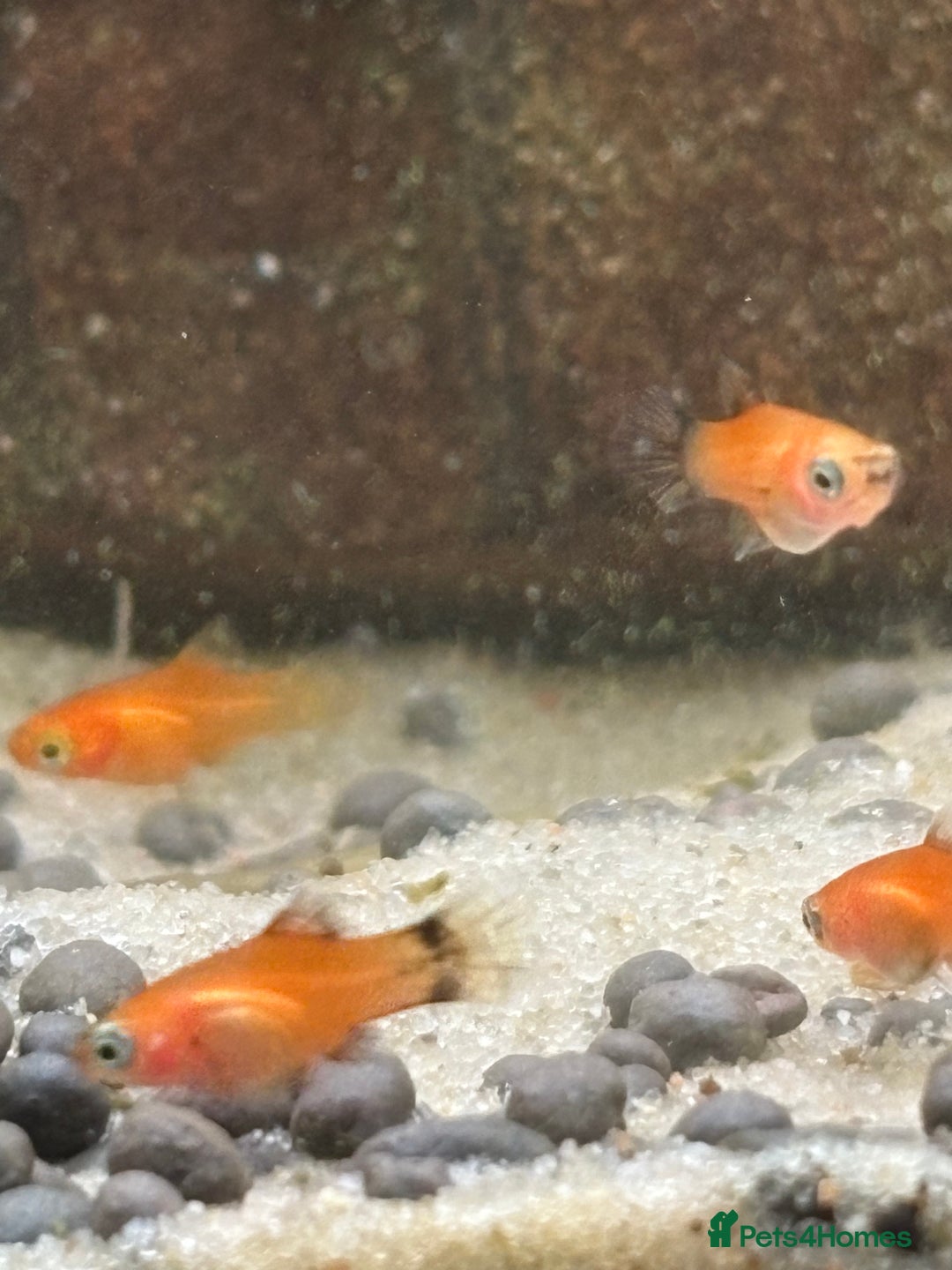 Platies fish for sale: Dwarf platys coral red and sunset  - Image 8