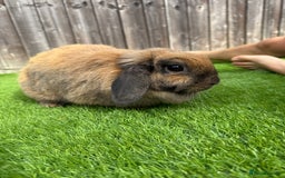 Mini Lion Lop rabbits for sale: Mini Lop  - Image 2