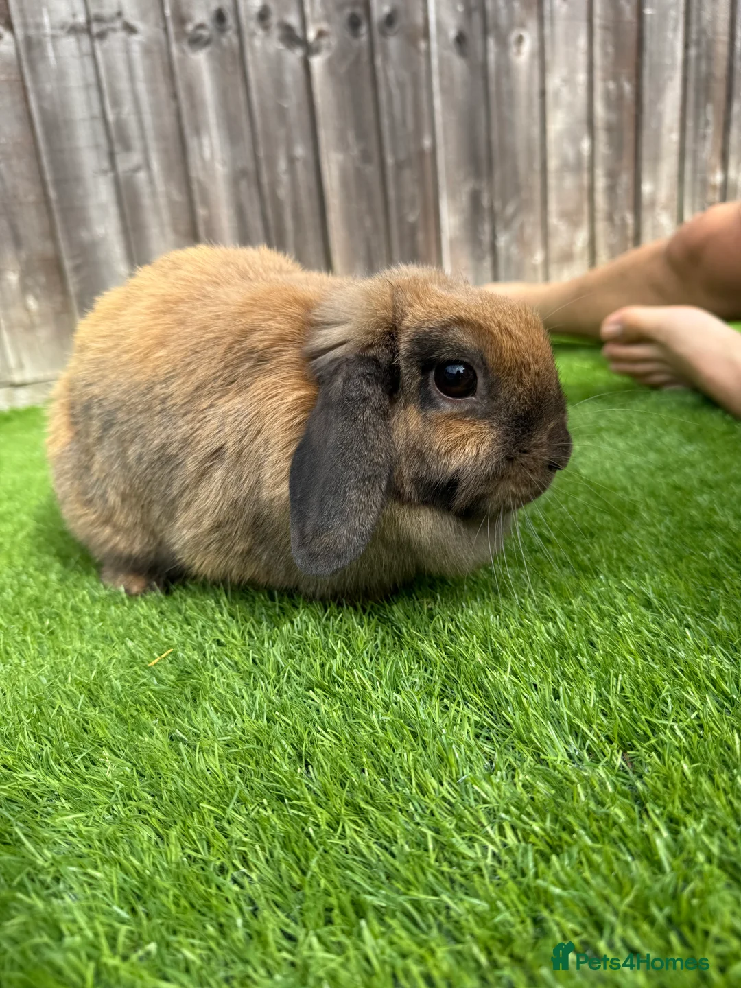 Mini Lion Lop rabbits for sale: Mini Lop Rabbit Looking for a Loving Home - Advert 2
