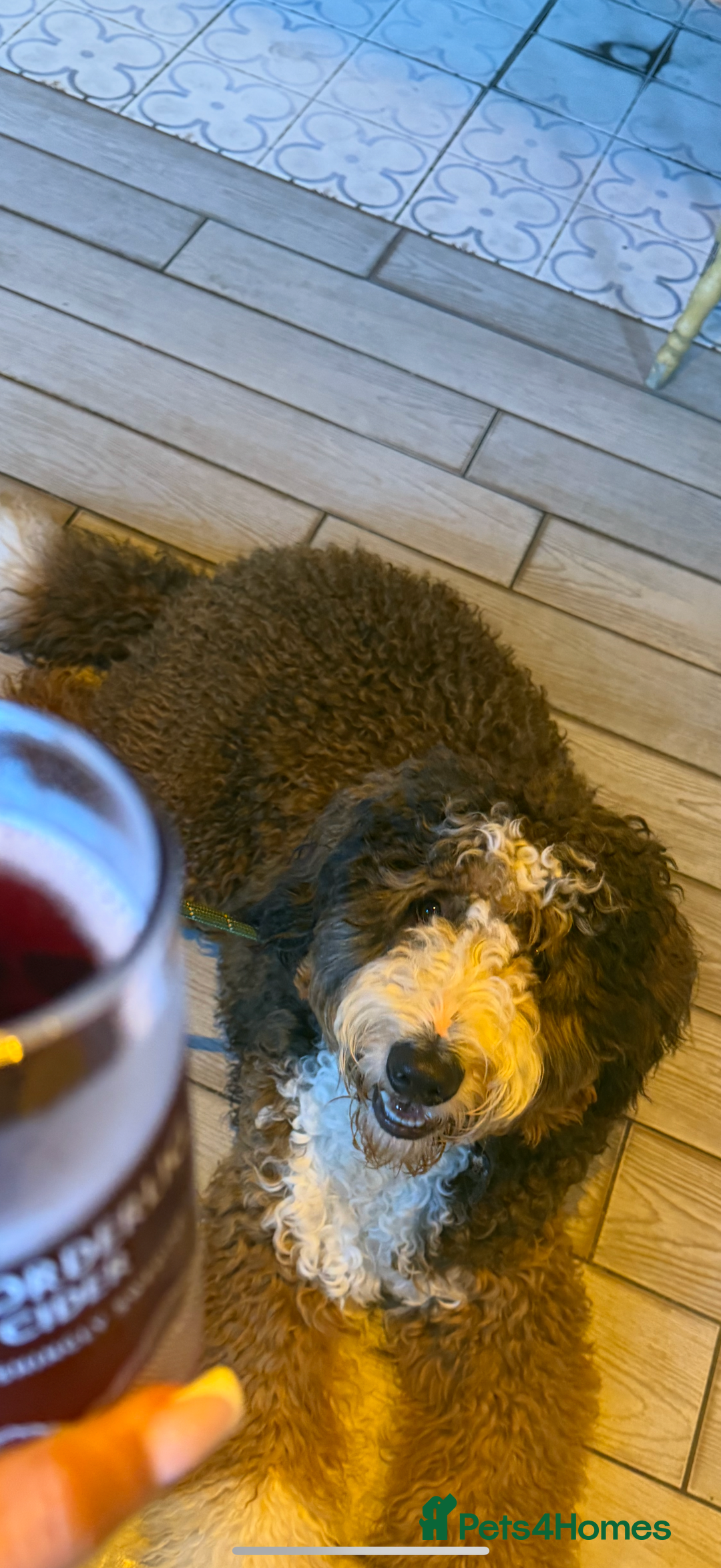 Bernedoodle dogs for stud: Proven Bernedoodle Stud Available for Breeding 🐾 - Image 2