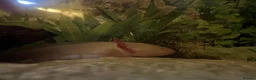 Axolotl reptiles for sale: Two alibino Axalotls full set up in Gravesend - Advert 2