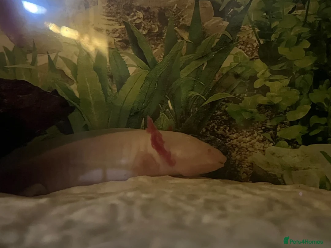 Axolotl reptiles for sale: Two alibino Axalotls full set up in Gravesend - Advert 2