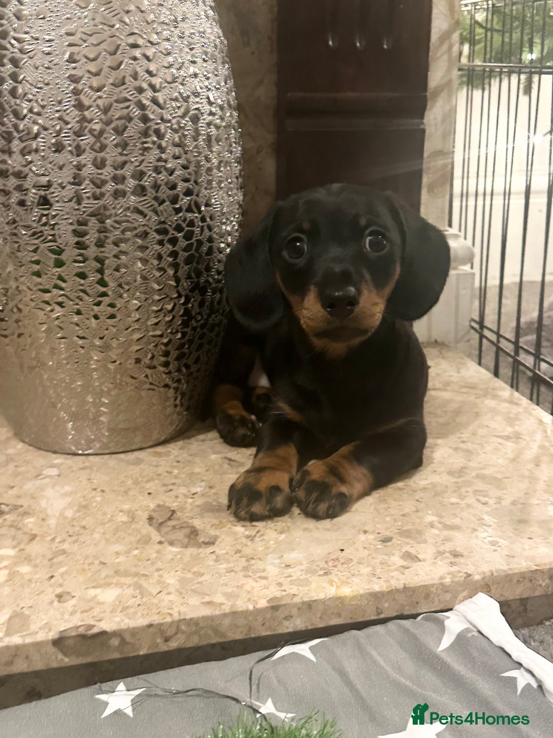 Miniature Dachshund dogs for sale: KC Reg - 1 puppy looking for his forever home - Advert 2