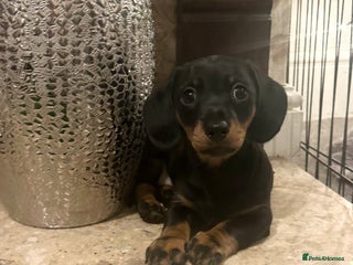 Miniature Dachshund dogs Ready for their forever home 2 KC Reg puppies - Advert 1