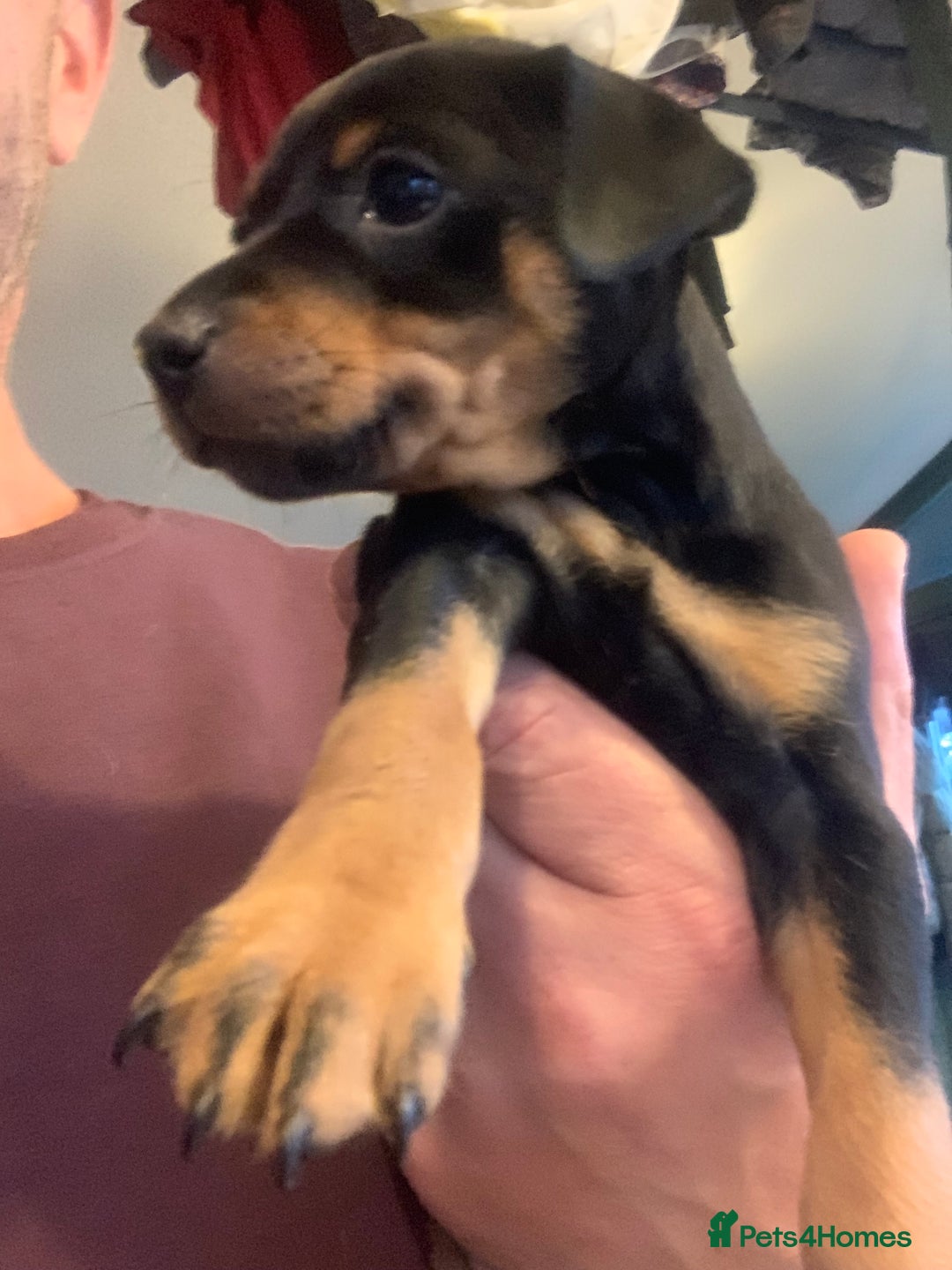 Mixed Breed dogs for sale: miniature pincher / mini jack  - Image 16