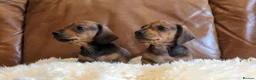 Miniature Dachshund dogs for sale: Beautiful Miniature Dachshund Puppies  - Advert 15