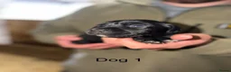 Cockerdor dogs for sale: ⭐ Exceptional Cockerdor Puppies ⭐ - Advert 4