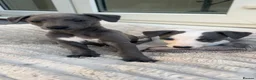 Whippet dogs for sale: Stunning kc whippet puppy’s  - Advert 6