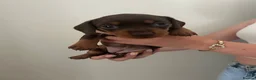 Miniature Dachshund dogs for sale: Miniature dachshund puppies  - Advert 7
