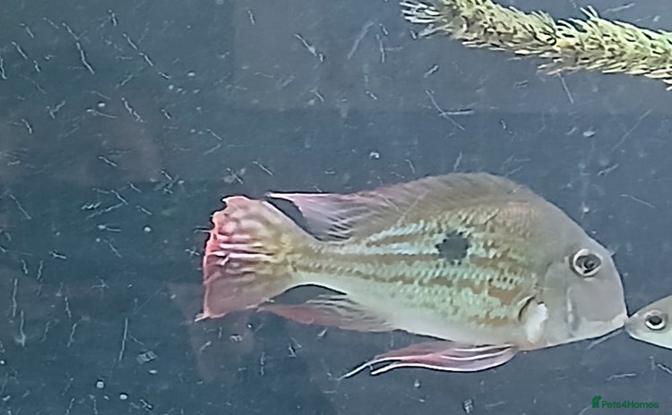Other/Mixed Breed fish - Advert 6