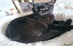 British Shorthair cats for sale: Chocolate british shorthair female - Image 2