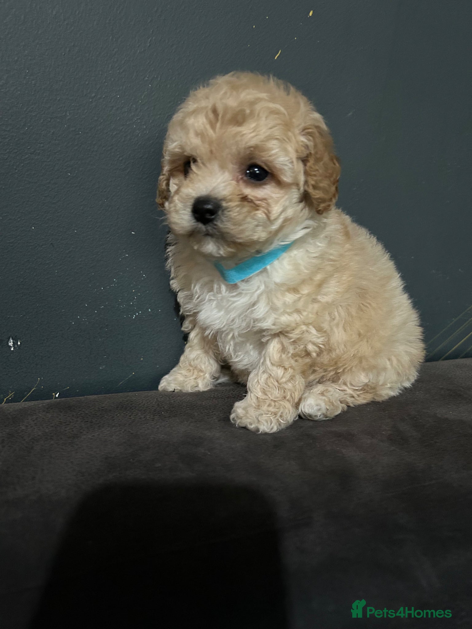 Maltipoo dogs Toy maltipoo Ready to leave soon - Advert 2