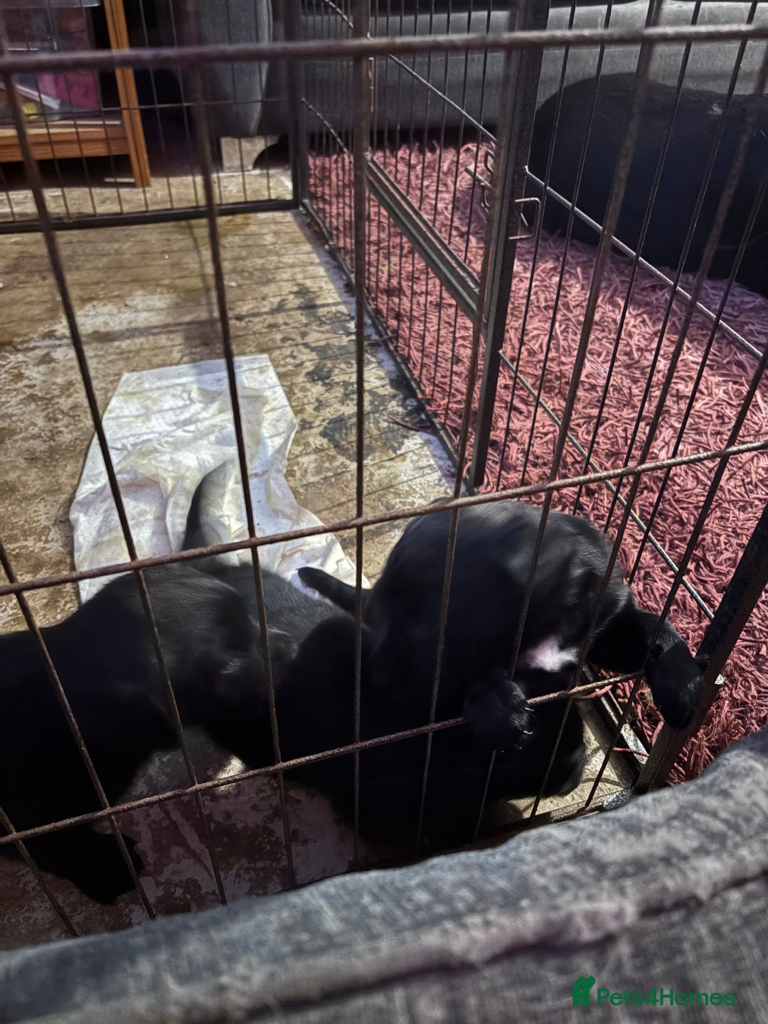 Labrador Retriever dogs for sale: Labrador girl’s ready now  - Advert 2