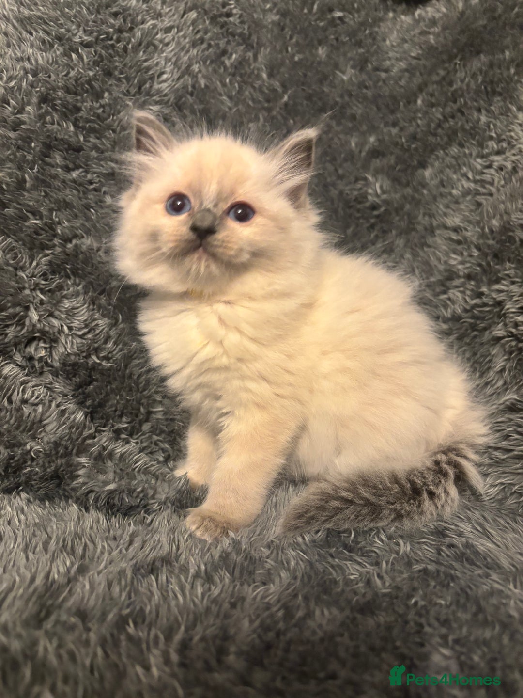 Ragdoll cats for sale: AMAZING QUALITY PEDIGREE HCM/PKD CLEAR KITTENS  - Image 5