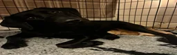Labrador Retriever dogs for sale: Beautiful Labrador puppies - Advert 12