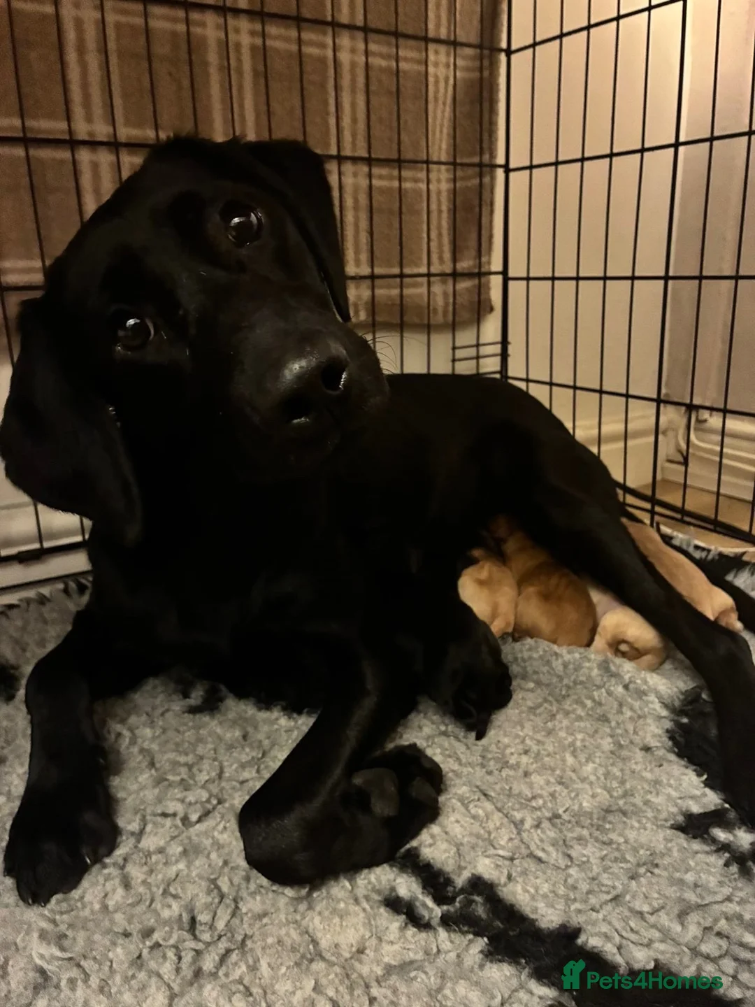 Labrador Retriever dogs for sale: Beautiful Labrador puppies - Advert 12