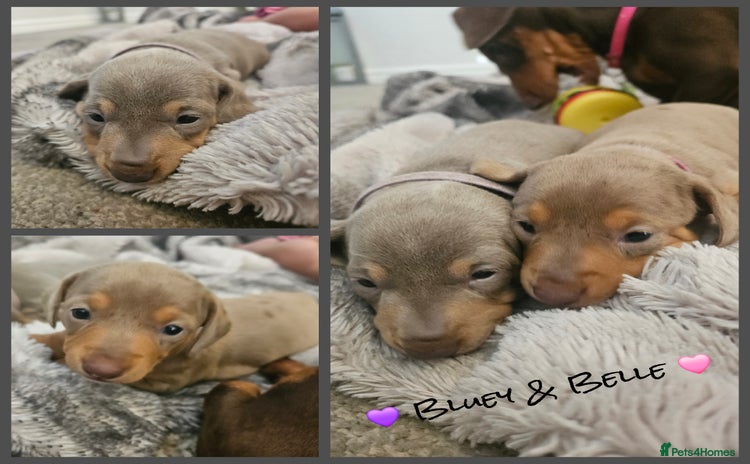 Miniature Dachshund dogs - Advert 7
