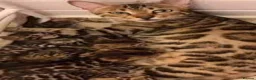 Bengal cats for sale: Beautiful Bengal Kittens - Advert 5