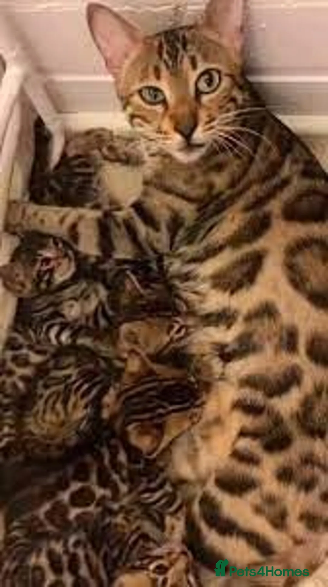 Bengal cats for sale: Beautiful Bengal Kittens - Advert 5