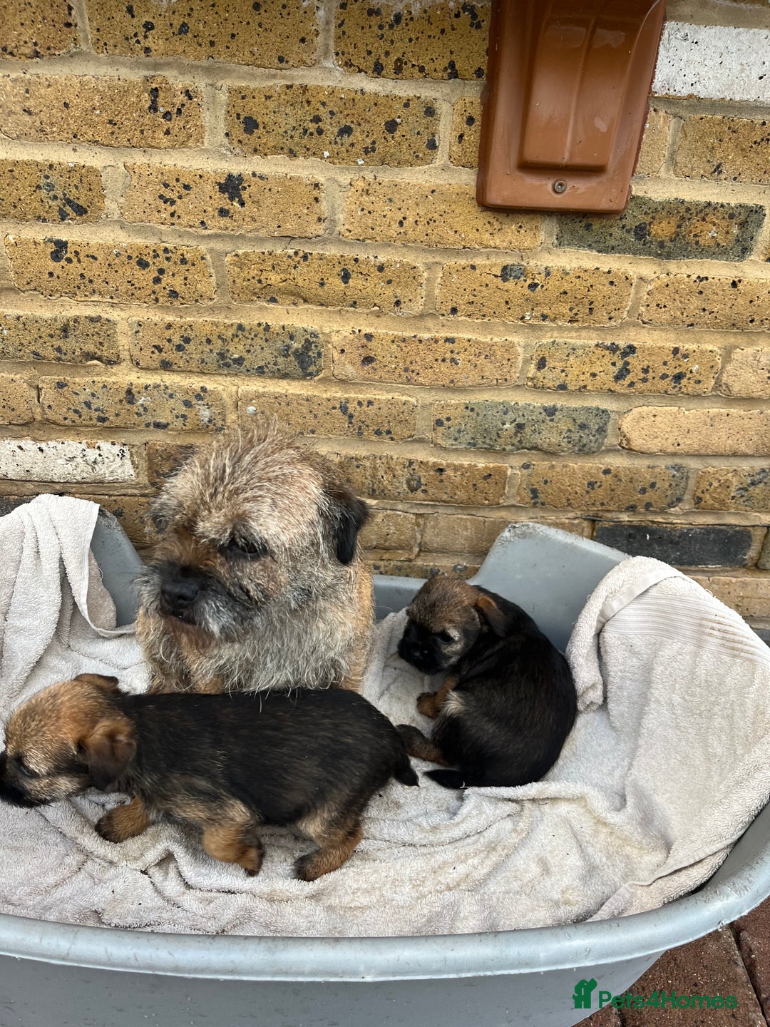 Border Terrier dogs for sale: Stunning border terries  - Advert 12