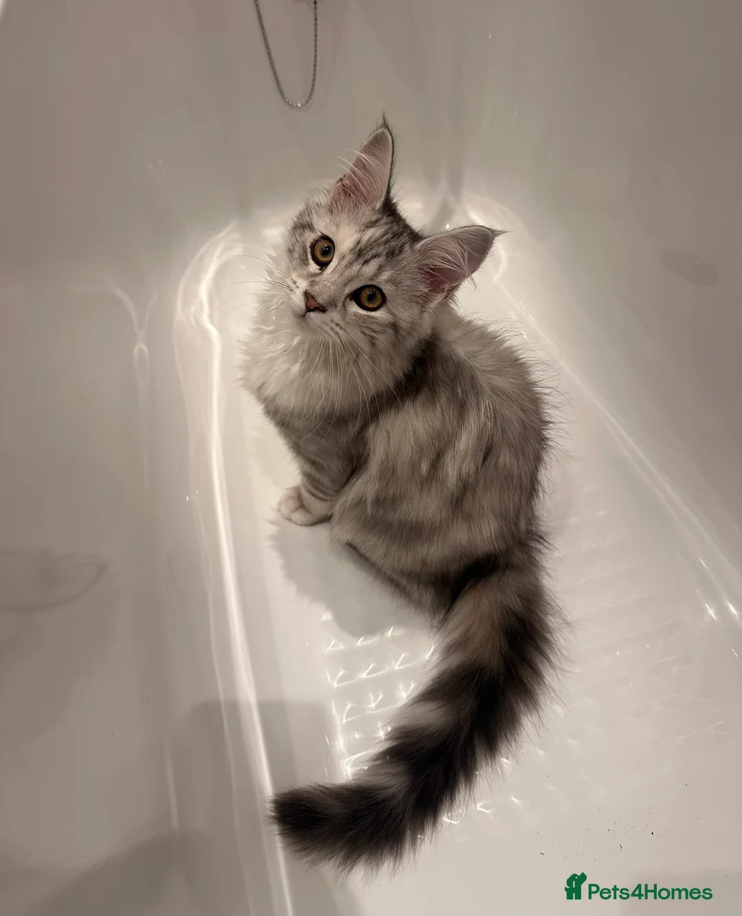 Maine Coon cats for sale: Little maine coon is looking for a forever home - Advert 4