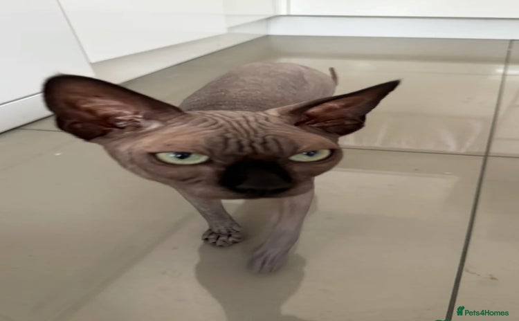 Sphynx cats - Advert 1