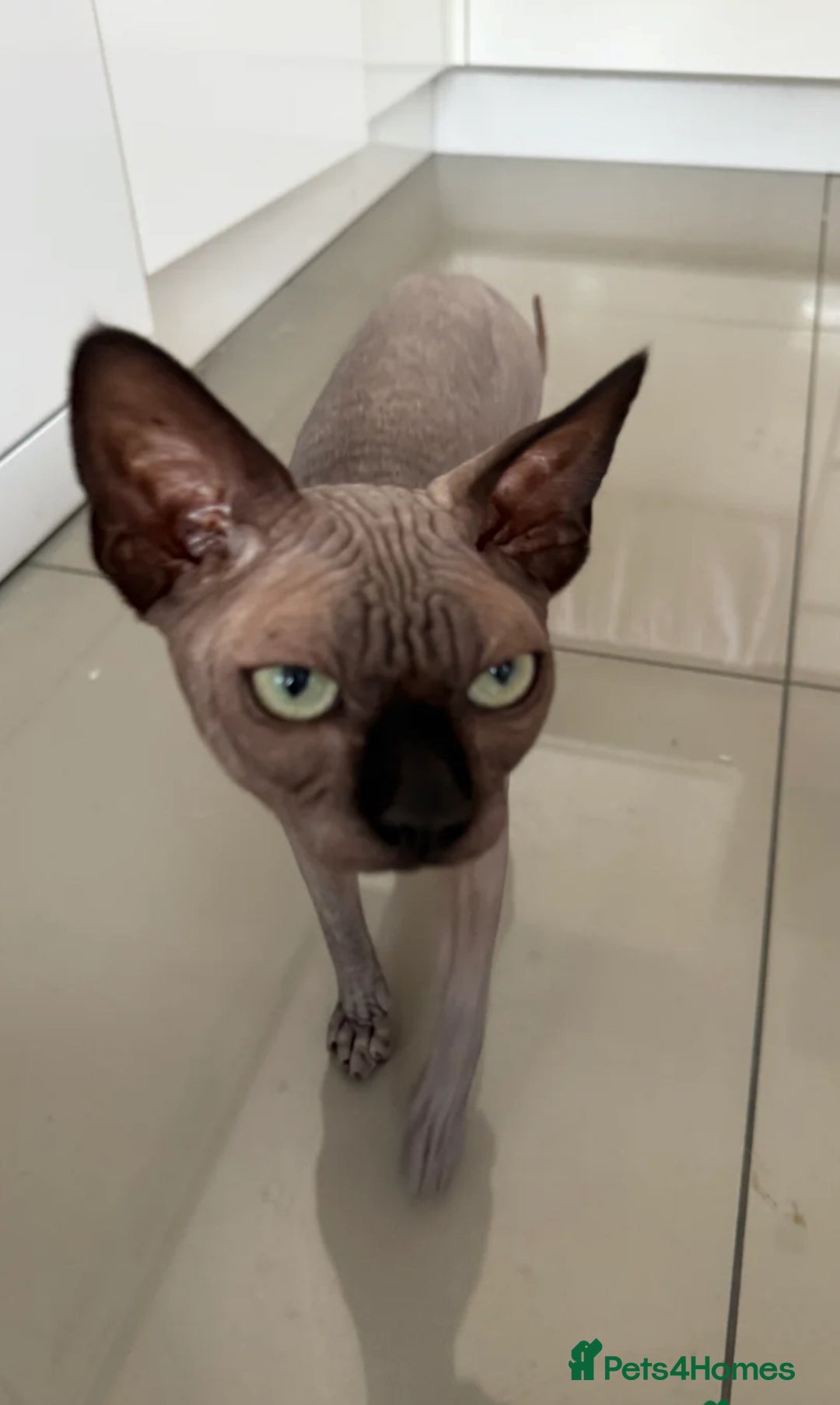 Sphynx cats for stud: TICA Registered Active Canadian Sphynx is for STUD - Image 1