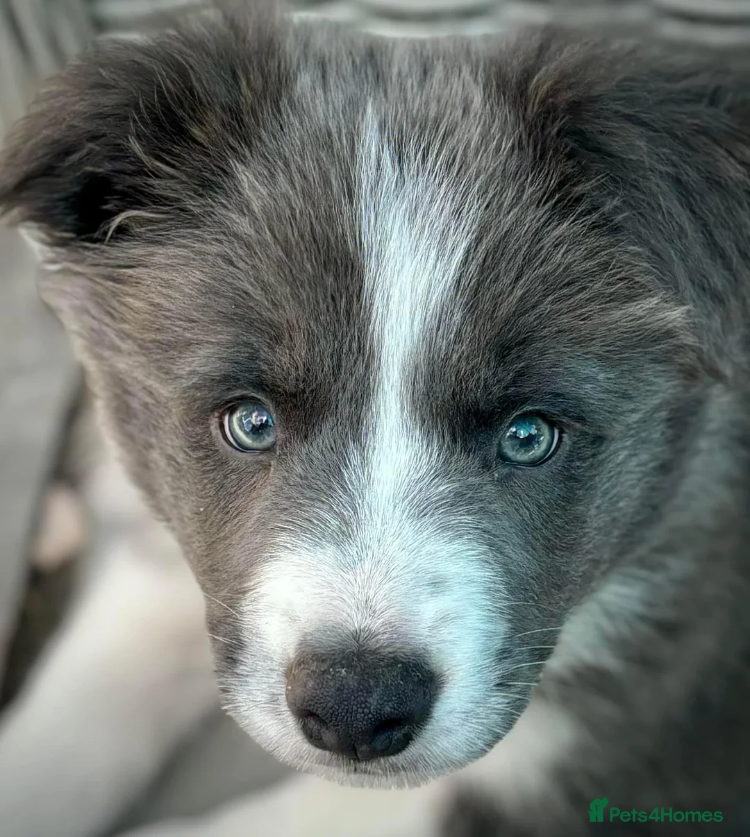 Border Collie dogs for stud: For stud. KC reg and proven.  in Brierley Hill - Advert 13