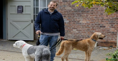 Old English Sheepdog dogs - Advert 7