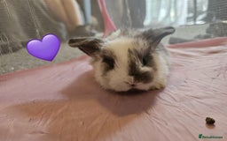 Mini Lop rabbits for sale: Stunning mini lop babies - Image 4