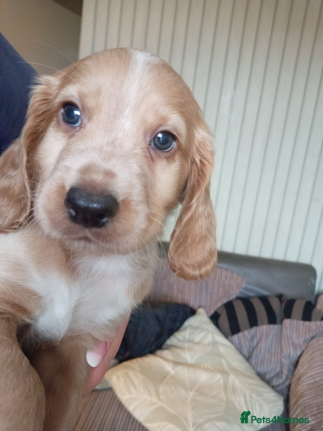 American Bully dogs for sale: Cocker spaniels - Image 1